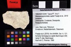 Foto (Objket + Etiketten) von Mesoparapylocheles zapfei (Fraaije et al., 2019) 